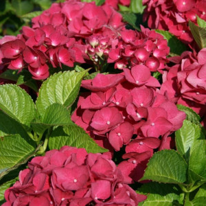 Саженцы Гортензия Мэджикал Руби Ред (Magical Rubyred) (кру..
