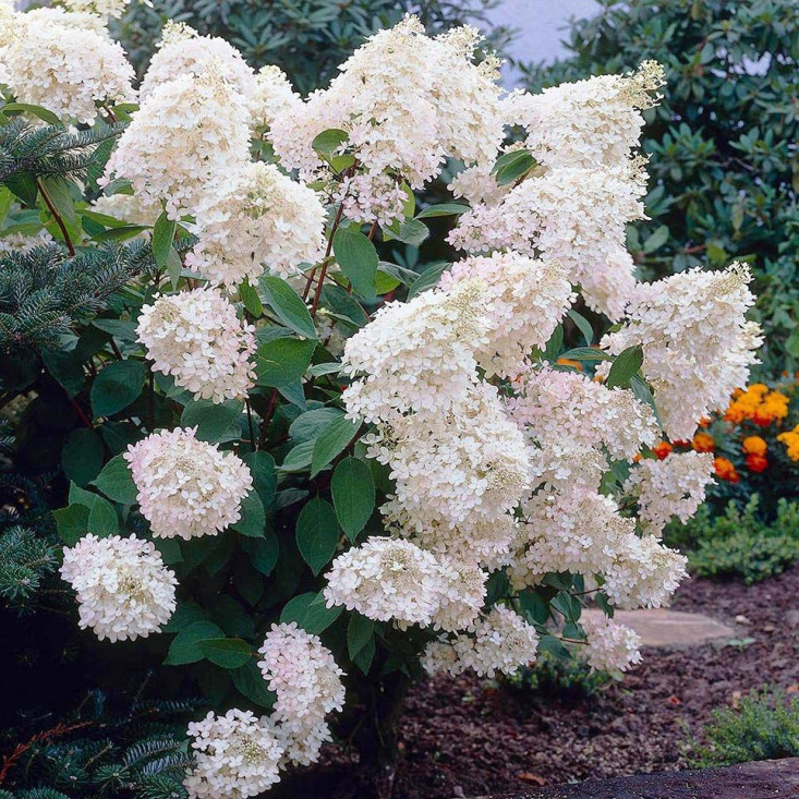 Комплект 5шт / Гортензия Grandiflora (Грандифлора) (метельчатая) - шикарное украшение вашего сада Комплект 5шт / Гортензия Grandiflora (Грандифлора) (метельчатая) - шикарное украшение вашего сада